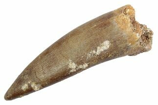 Fossil Plesiosaur (Zarafasaura) Tooth - Morocco #370241