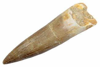 Fossil Plesiosaur (Zarafasaura) Tooth - Morocco #370242