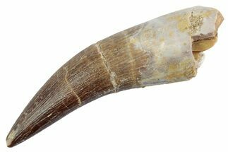 Fossil Plesiosaur (Zarafasaura) Tooth - Morocco #370244