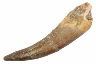 Fossil Plesiosaur (Zarafasaura) Tooth - Morocco #370248