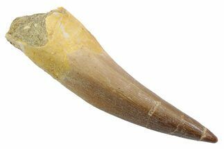 Fossil Plesiosaur (Zarafasaura) Tooth - Morocco #370250