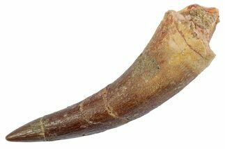 Fossil Plesiosaur (Zarafasaura) Tooth - Morocco #370251