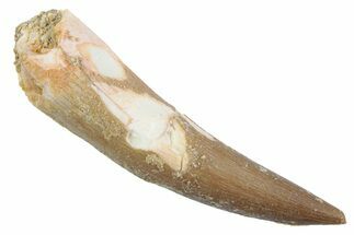 Fossil Plesiosaur (Zarafasaura) Tooth - Morocco #370255