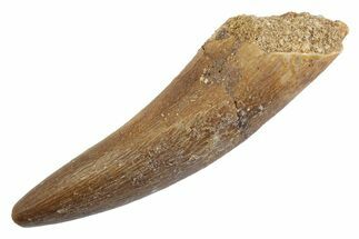 Fossil Plesiosaur (Zarafasaura) Tooth - Morocco #370257