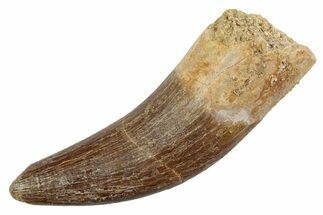 Fossil Plesiosaur (Zarafasaura) Tooth - Morocco #370497