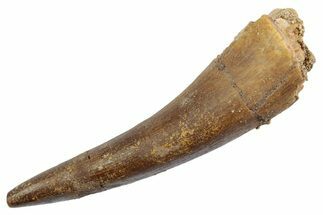 Fossil Plesiosaur (Zarafasaura) Tooth - Morocco #370499