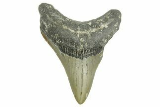 Serrated, Fossil Megalodon Tooth - North Carolina #371500
