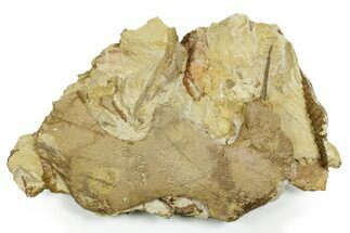 Hadrosaur Jugal, Jaw, and Ossified Tendons in Sandstone - Wyoming #371505