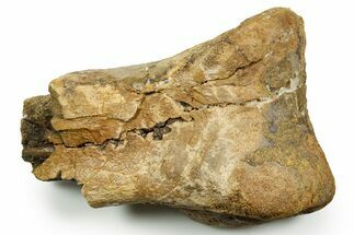 Triceratops Metatarsal Bone Section - Wyoming #371507