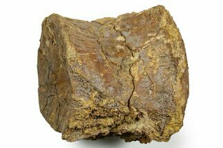 Fossil Hadrosaur (Edmontosaurus) Dorsal Vertebra Centrum - Wyoming #371508
