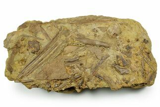 Sandstone with Dinosaur Teeth, Tendons & Bones - Wyoming #371511