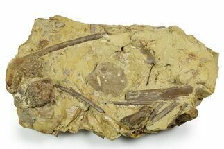 Fascinating Leaf and Dinosaur Fossils in Sandstone - Wyoming #371520