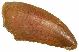 Serrated Raptor Tooth - Real Dinosaur Tooth #371392