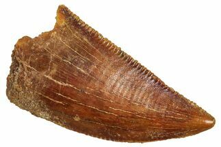 Serrated Raptor Tooth - Real Dinosaur Tooth #371399