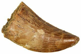 Serrated Raptor Tooth - Real Dinosaur Tooth #371415