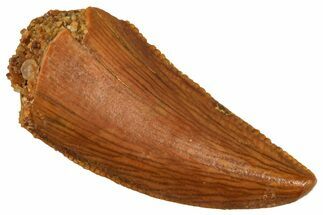 Serrated Raptor Tooth - Real Dinosaur Tooth #371436
