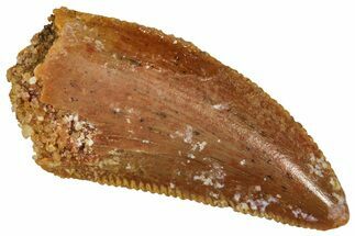 Serrated Raptor Tooth - Real Dinosaur Tooth #371442
