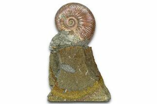 Iridescent Pyritized Ammonite (Quenstedticeras) Fossil Display #368824