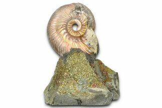 Iridescent Pyritized Ammonite (Quenstedticeras) Fossil Display #368832