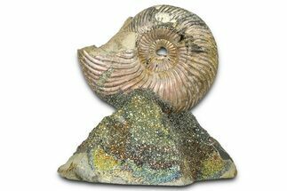 Iridescent Pyritized Ammonite (Quenstedticeras) Fossil Display #368835