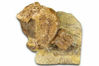 Fossil Hadrosaur Vertebrae in Sandstone - Wyoming #371516