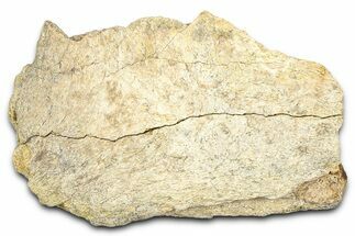 Dinosaur (Triceratops) Frill Shield Section - Wyoming #371526