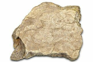 Dinosaur (Triceratops) Frill Shield Section - Wyoming #371529