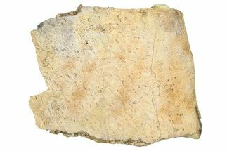 Dinosaur (Triceratops) Frill Shield Section - Wyoming #371533