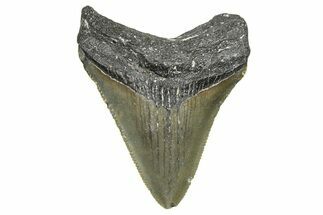 Serrated, Juvenile Megalodon Tooth - North Carolina #371535