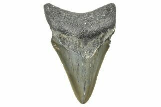Serrated, Juvenile Megalodon Tooth - North Carolina #371536
