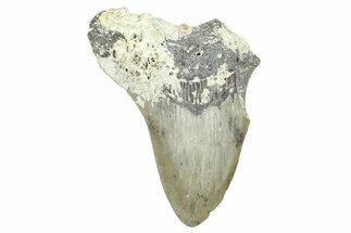 Partial, Fossil Megalodon Tooth - North Carolina #371541