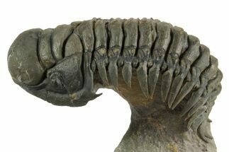 Flying Crotalocephalina Trilobite - Exposed Hypostome #359235