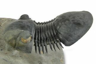 Flying Paralejurus Trilobite - Orange Eye Preservation! #359238