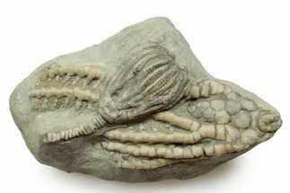 Fossil Crinoid Plate (Two Species) - Crawfordsville, Indiana #371571