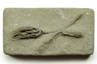 Fossil Crinoid Plate (Two Species) - Crawfordsville, Indiana #371580
