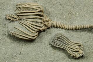Echinoderm Fossils For Sale