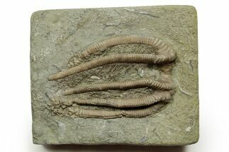 Fossil Crinoid (Agaricocrinus) - Crawfordsville, Indiana #371584