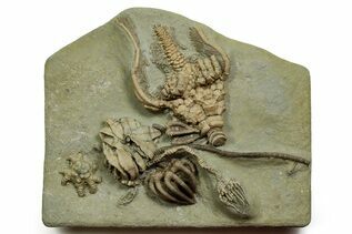 Premium Specimens For Sale
