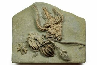 Fossil Crinoid Plate (Six Species) - Crawfordsville, Indiana #371586