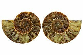 Cut & Polished Ammonite Fossil - Madagascar #369578
