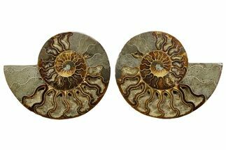 Cut & Polished Ammonite Fossil - Madagascar #369581