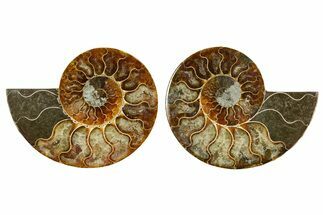 Cut & Polished Ammonite Fossil - Madagascar #369587