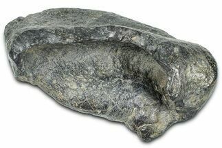 Large Fossil Whale Ear Bone - South Carolina #369268