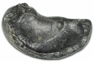 Large Fossil Whale Ear Bone - South Carolina #369273