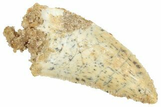 Raptor Tooth - Real Dinosaur Tooth #371458