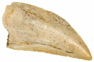 Serrated Raptor Tooth - Real Dinosaur Tooth #371469