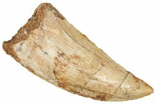 Serrated Raptor Tooth - Real Dinosaur Tooth #371471