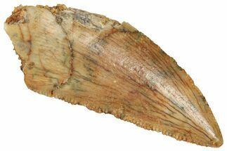 Serrated Raptor Tooth - Real Dinosaur Tooth #371474
