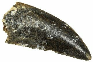 Serrated Raptor Tooth - Real Dinosaur Tooth #371478