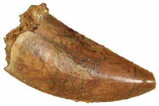 Raptor Tooth - Real Dinosaur Tooth #371479
